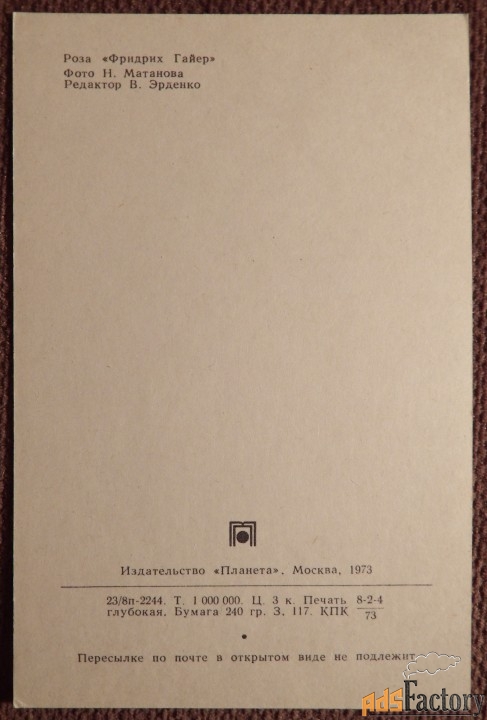 Открытка. Роза Фридрих Гайер. Цветы. 1973 год