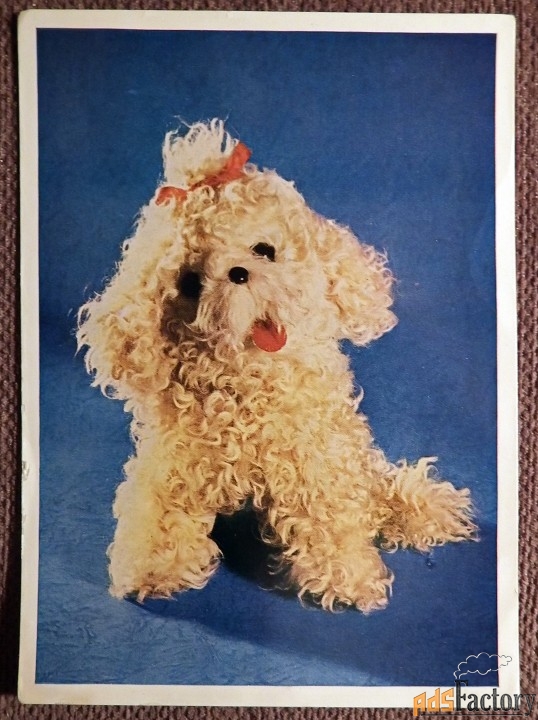 Открытка. Болонка. Собака. Игрушка. 1966 год