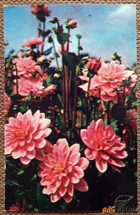 Открытка. Георгин Гери Хок. Цветы. 1973 год