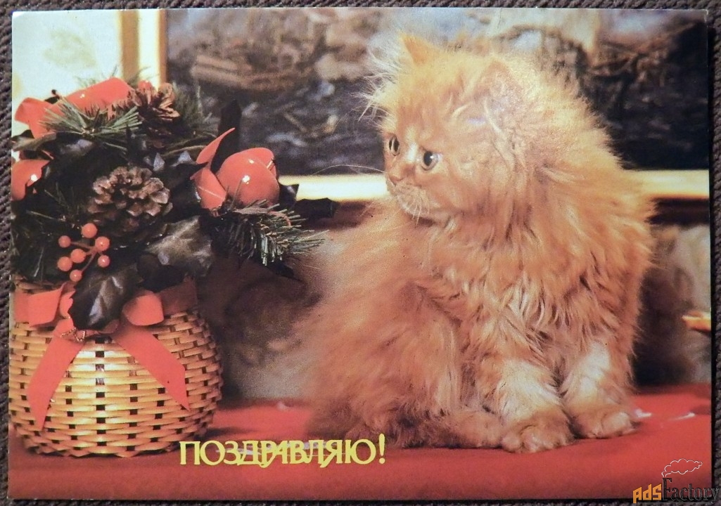 Открытка. Поздравляю. Котенок. 1990-е годы