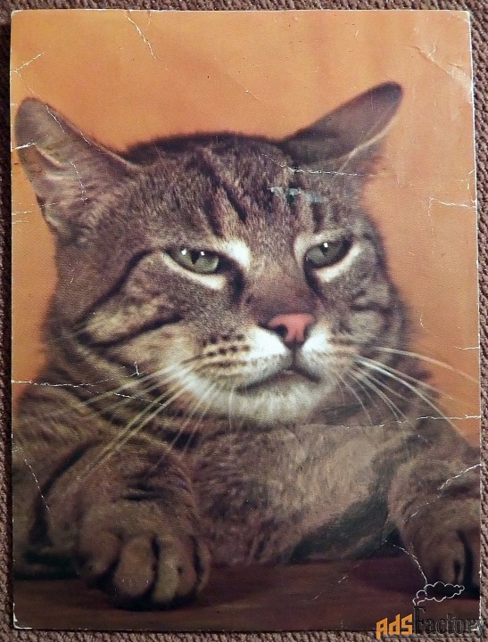 Открытка. Кот полосатый. Польша. 1983 год