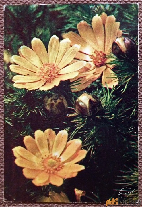 Открытка. Горицвет весенний. 1974 год