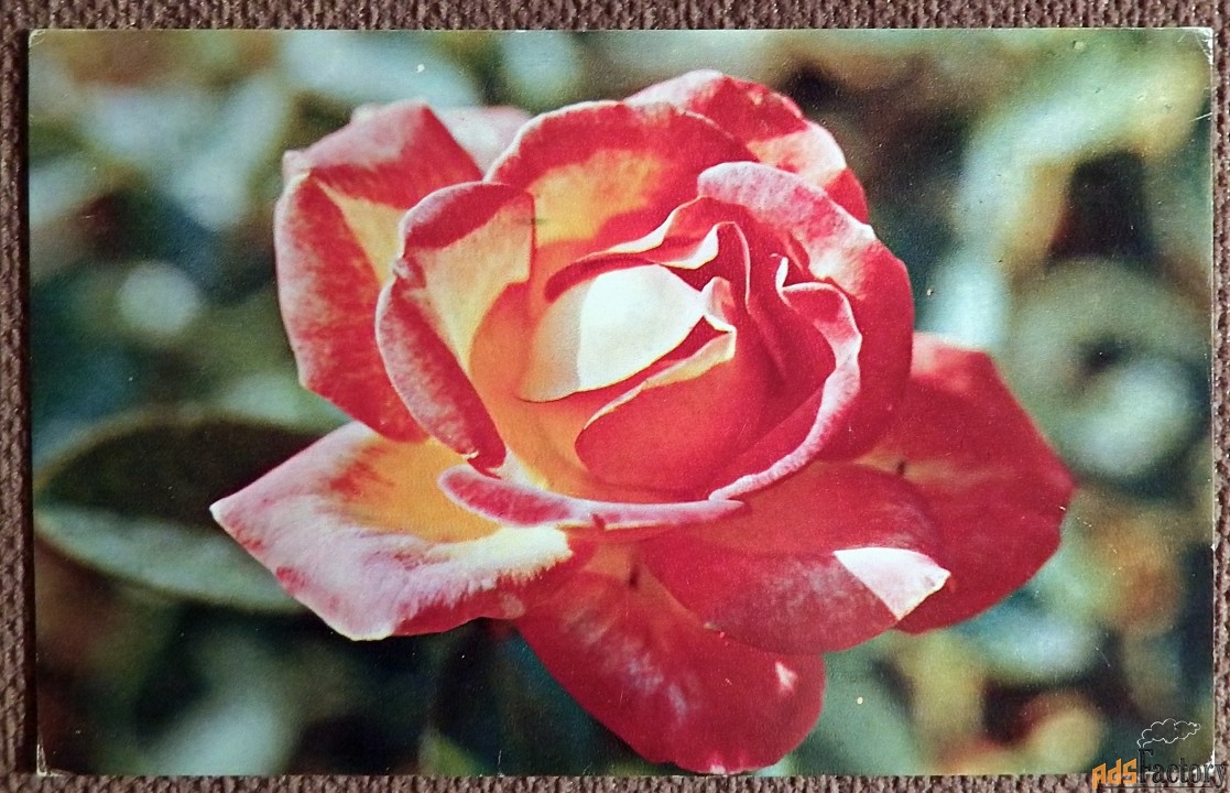 Открытка. Роза. Сорт Пиккаддилли. Цветы. 1973 год