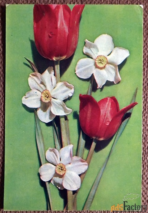 Открытка. Нарциссы и тюльпаны. Цветы. 1971 год