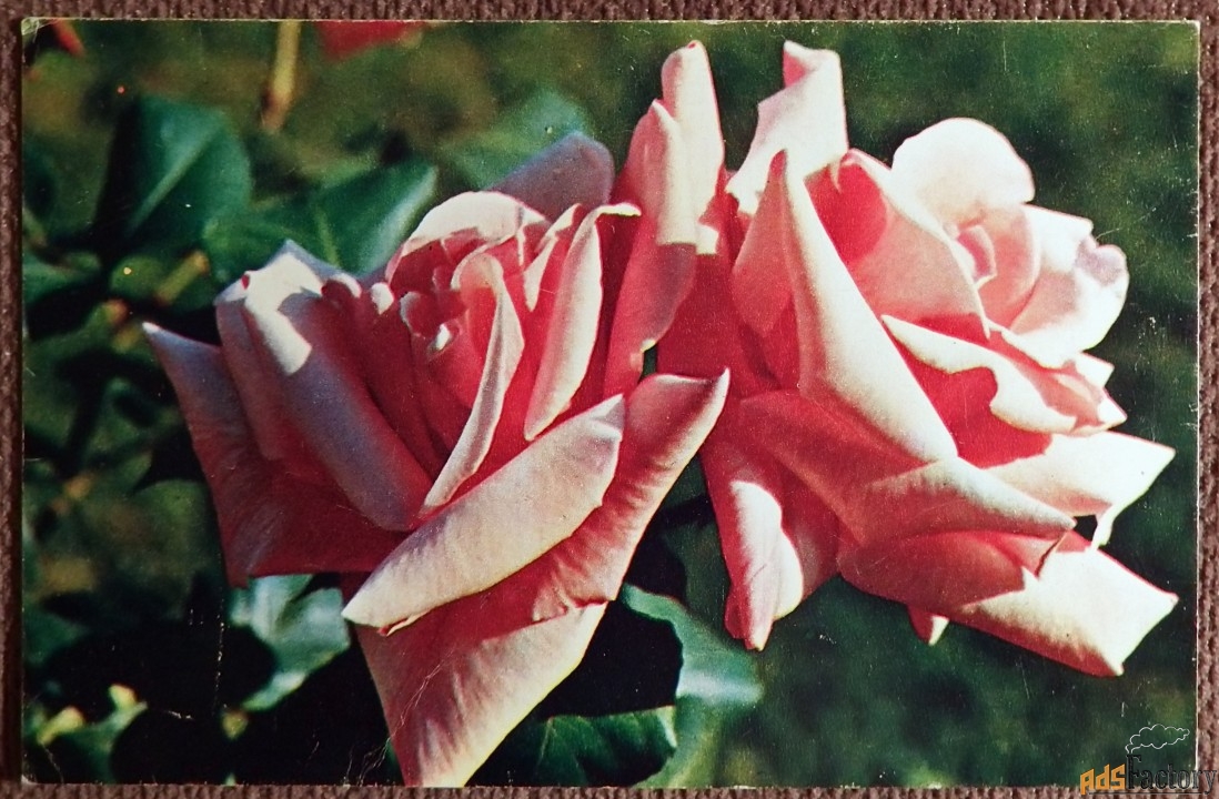 Открытка. Роза. Сорт Президент Мациа. Цветы. 1973 год