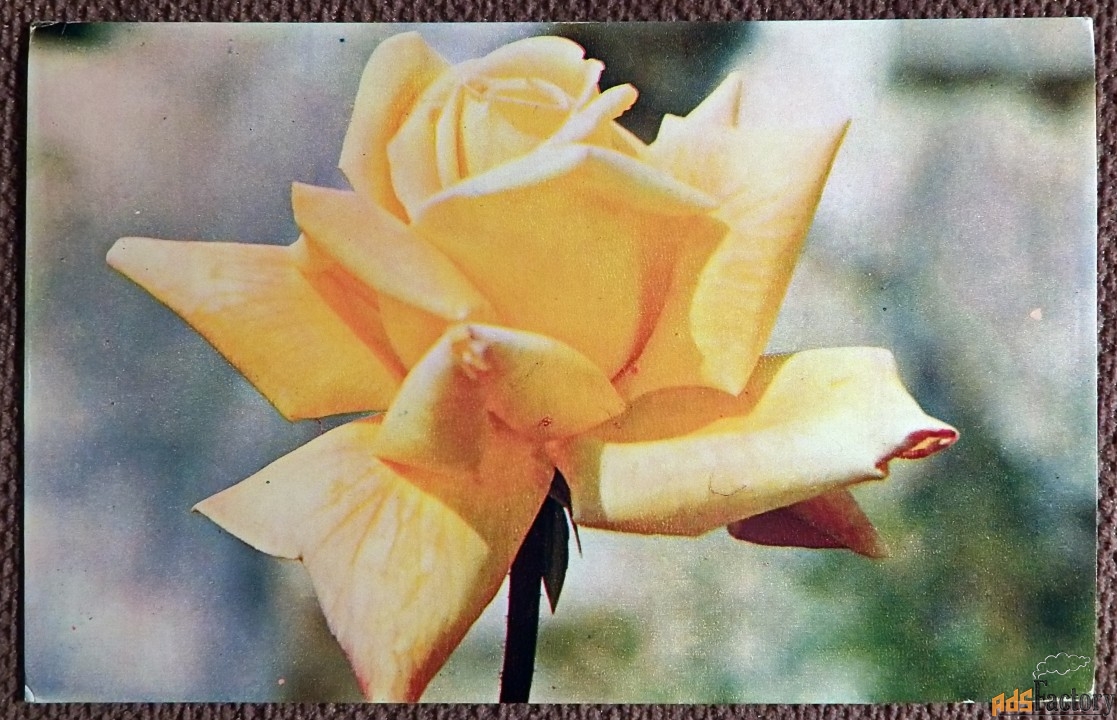 Открытка. Роза. Сорт Голькроне. 1973 год