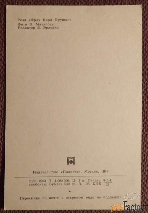 Открытка. Роза. Сорт Фрау Карл Друшки. 1973 год