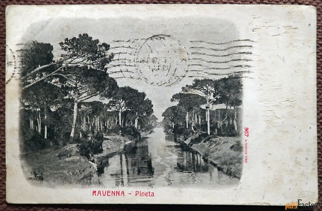 Антикварная открытка. Равенна. Сосновый лес. Италия