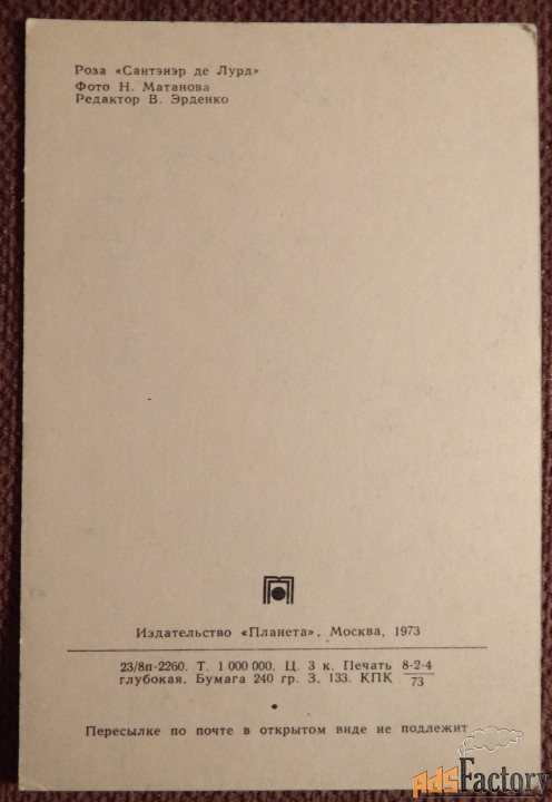 Открытка. Роза. Сорт Сантэнр де Лурд. 1973 год