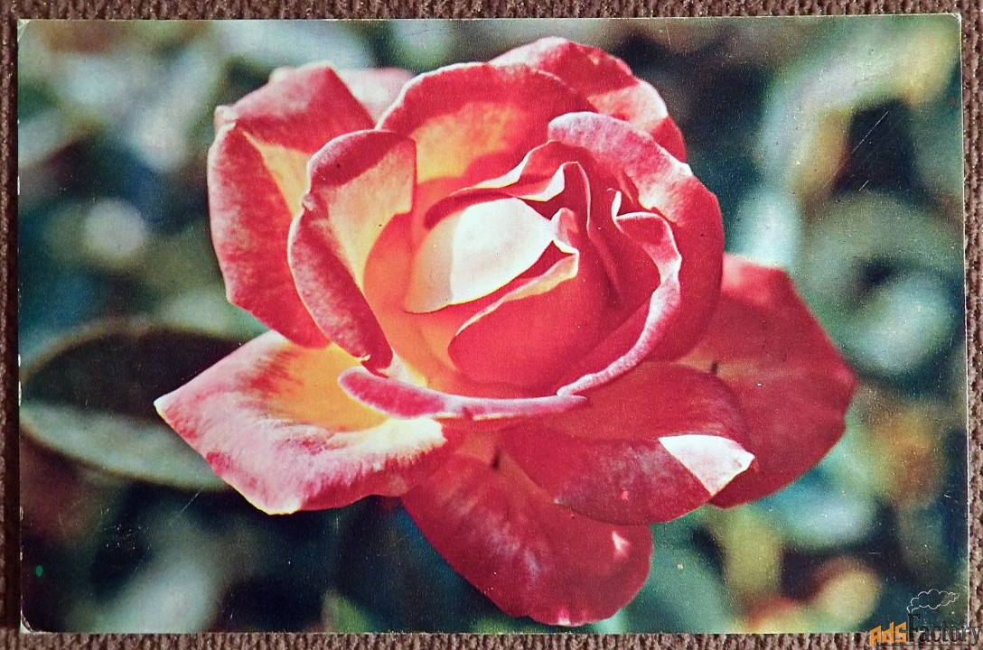 Открытка. Роза. Сорт Пиккадилли. 1973 год
