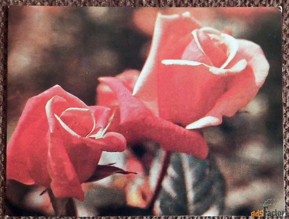 Мини-открытка. Розы. Цветы. 1984 год