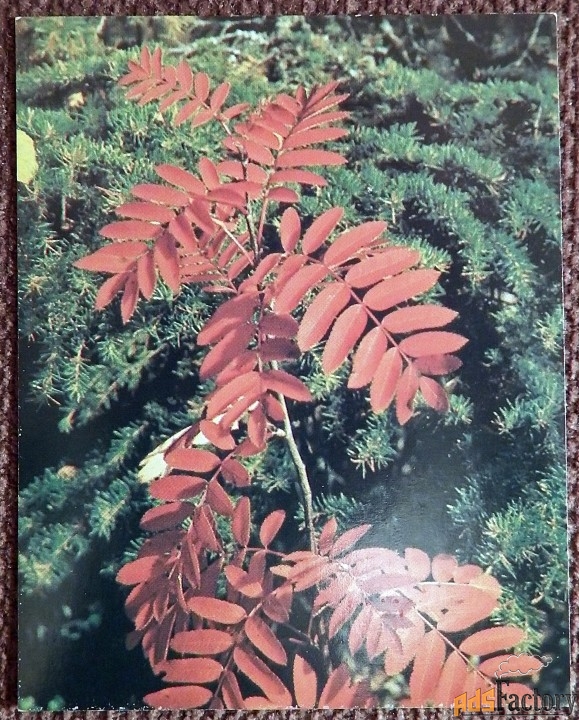 Мини-открытка. Ветка рябины. Рябина. 1987 год