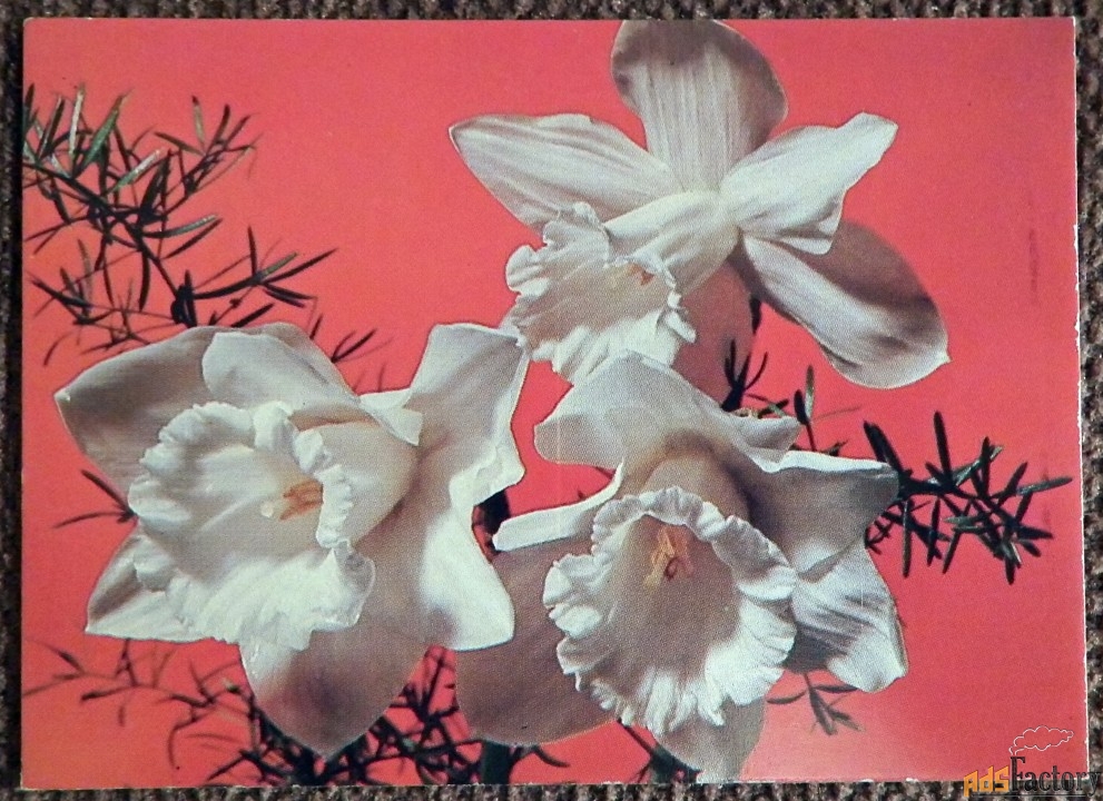 Мини-открытка. Поздравляю. Нарциссы. Цветы. 1987 год
