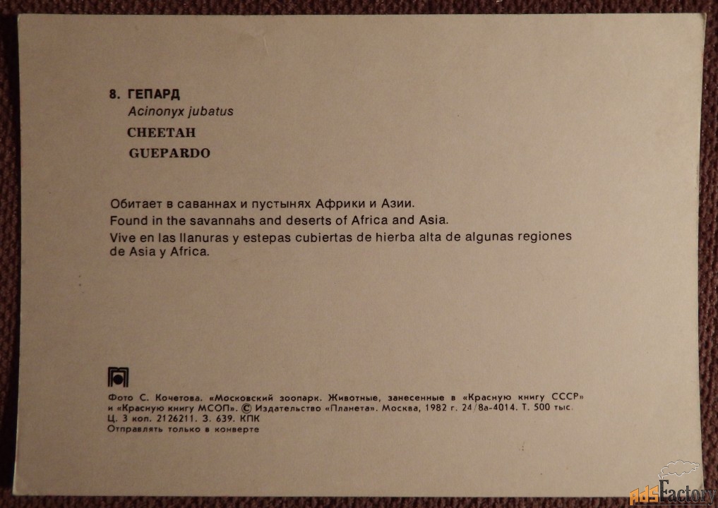 Открытка. Гепард. 1982 год