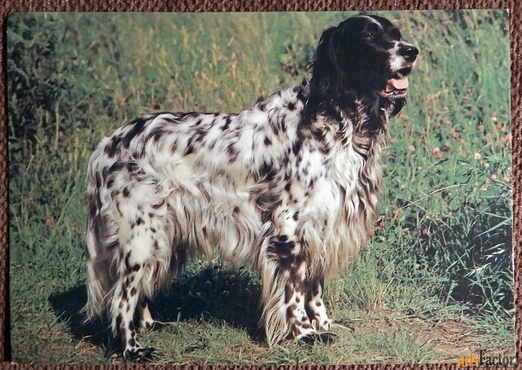 Открытка. Английский сеттер. 1989 год