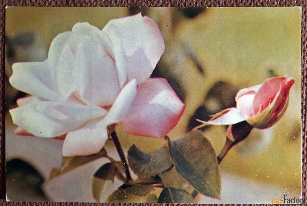 Открытка. Роза. Цветы. 1973 год