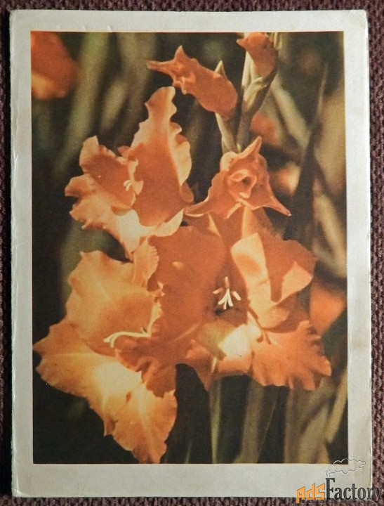 Телеграмма. Раскин. Матанов. Гладиолусы. Цветы. 1970 год