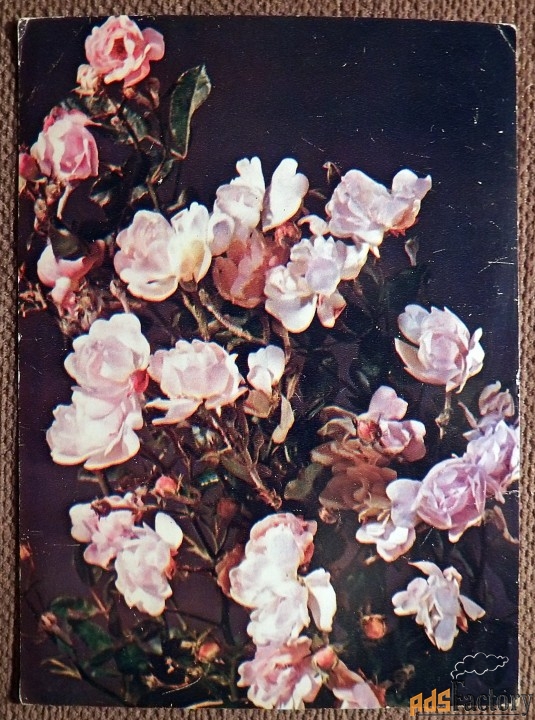 Открытка. Роза. Японская розовая. 1983 год