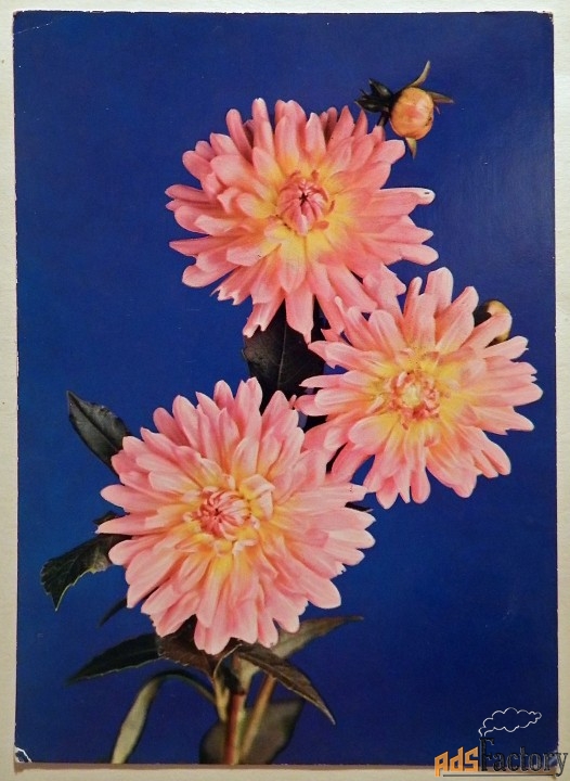 Открытка. Георгины. 1970-е годы