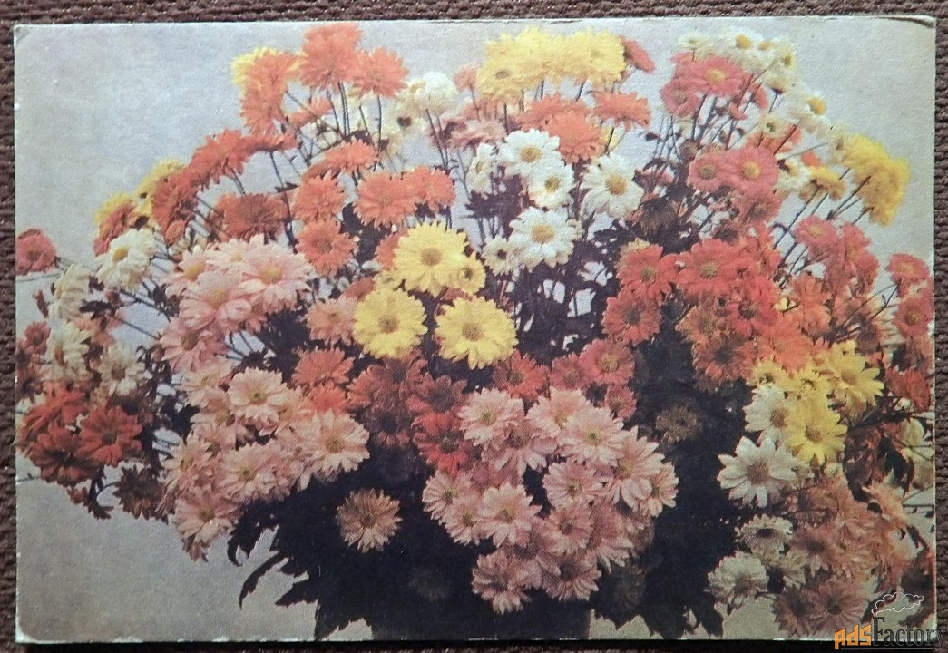 Открытка. Хризантемы. 1971 год