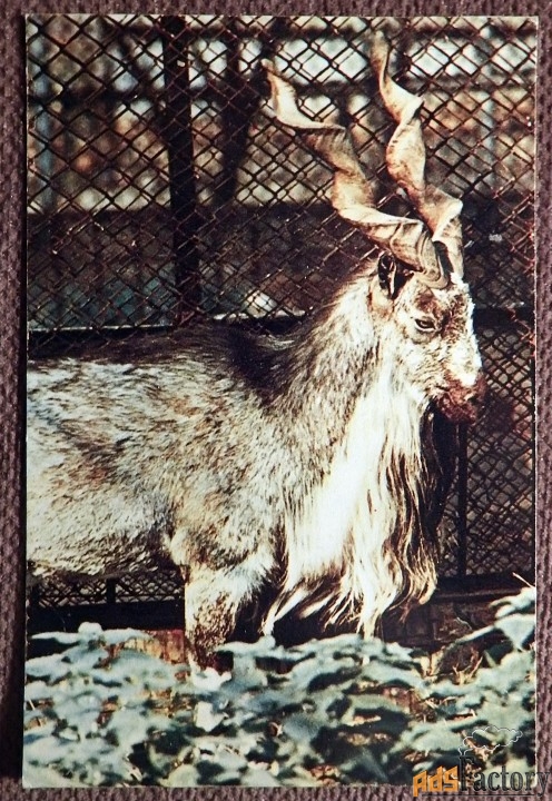 Открытка. Винторогий козел. Московский зоопарк. 1969 год