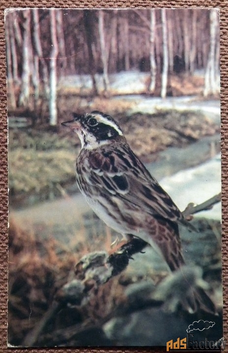 Открытка. Овсянка-ремез. 1985 год