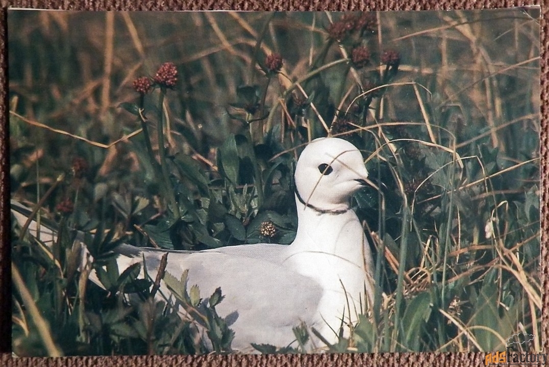 Открытка. Розовая чайка. 1988 год