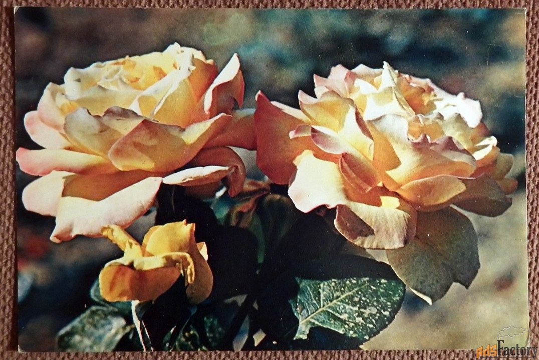 Открытка. Две розы. 1981 год
