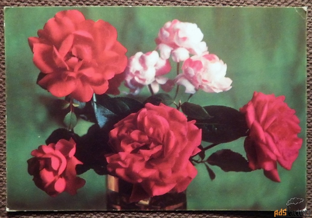 Открытка. Розы в вазе. 1973 год