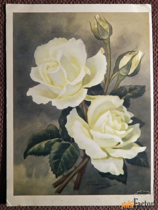 Открытка. Худ. Романов. Роза Снегурочка. 1964 год