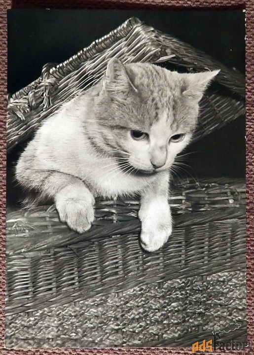Открытка. Кот в корзине. Прага. Чехословакия. 1960-е годы