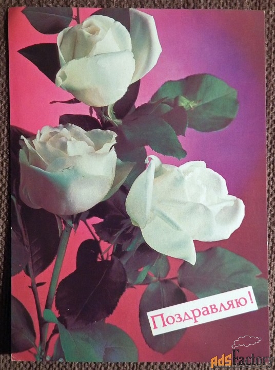Открытка. Костенко. Поздравляю. Розы. Цветы. 1988 год