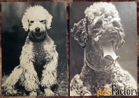открытки породы собак (7 шт.). 1969 год