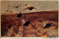 открытка. блинкс шотландские граусы. 1930-е годы