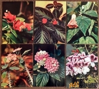 набор открыток комнатные растения. 1983 год