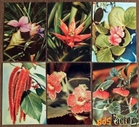 набор открыток комнатные растения. 1983 год
