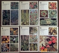 набор открыток «ваш приусадебный участок. лекарственные растения»