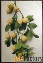 Антикварная открытка Лимоны