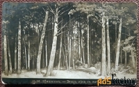 Антикварная открытка. И. Шишкин Этюд леса с натуры