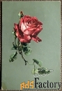 Антикварная открытка Красная роза