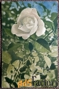 Антикварная открытка Белая роза
