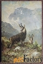 Антикварная открытка Горные серны