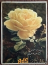 Открытка Роза. 1950-60-е годы