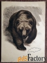 Открытка. Худ. Ватагин Медведь. 1959 год