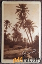 Антикварная открытка В оазисе
