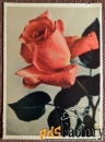Открытка Роза. 1962 год