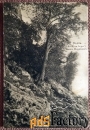 Антикварная открытка Волга. Лес близ Моркваш