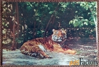 Открытка Южно-китайский тигр. 1982 год