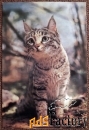 Открытка Степная кошка. 1985 год