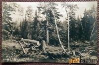 Антикварная открытка. Шишкин Рубка леса